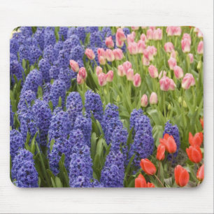 Nederländerna aka Holland), Lisse. Keukenhof 2 Musmatta