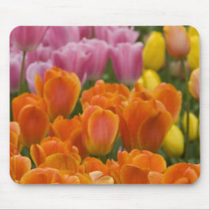 Nederländerna aka Holland), Lisse. Keukenhof 4 Musmatta