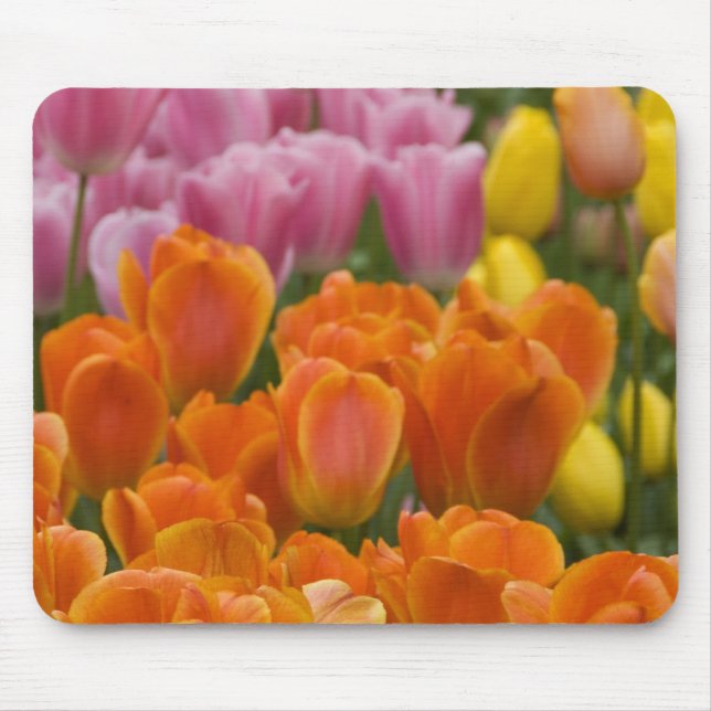 Nederländerna aka Holland), Lisse. Keukenhof 4 Musmatta (Framsidan)
