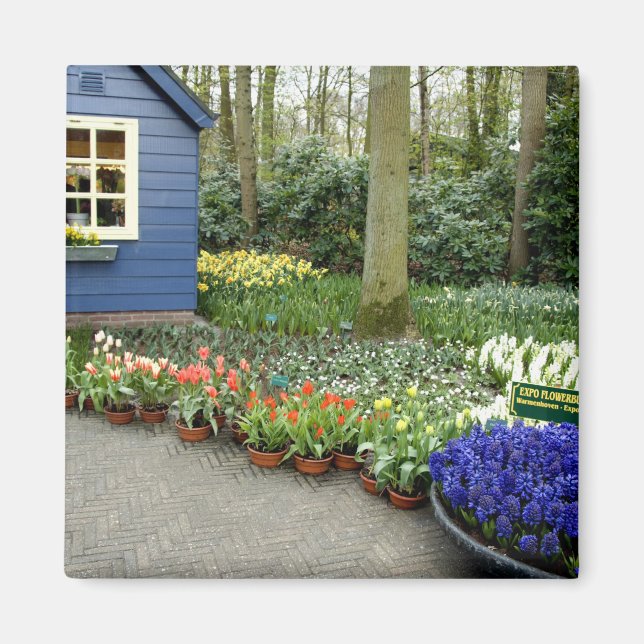 Nederländerna (alias Holland), Lisse. Keukenhof 11 Magnet (Framsidan)