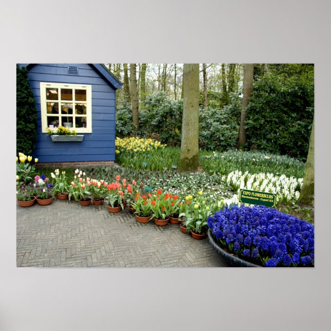Nederländerna (alias Holland), Lisse. Keukenhof 11 Poster (Framsidan)