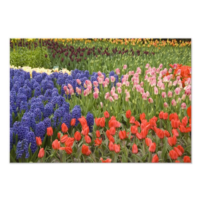 Nederländerna (alias Holland), Lisse. Keukenhof 4 Fototryck (Framsidan)