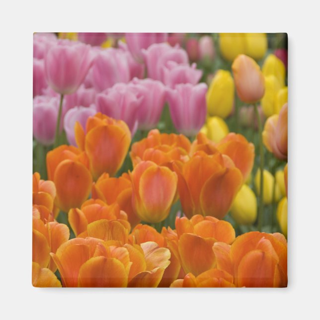 Nederländerna (alias Holland), Lisse. Keukenhof 4 Magnet (Framsidan)