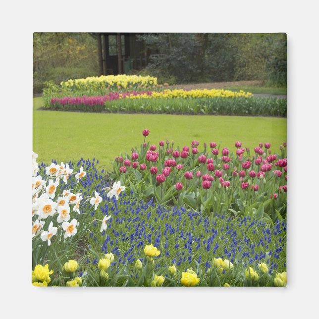 Nederländerna (alias Holland), Lisse. Keukenhof 5 Magnet (Framsidan)