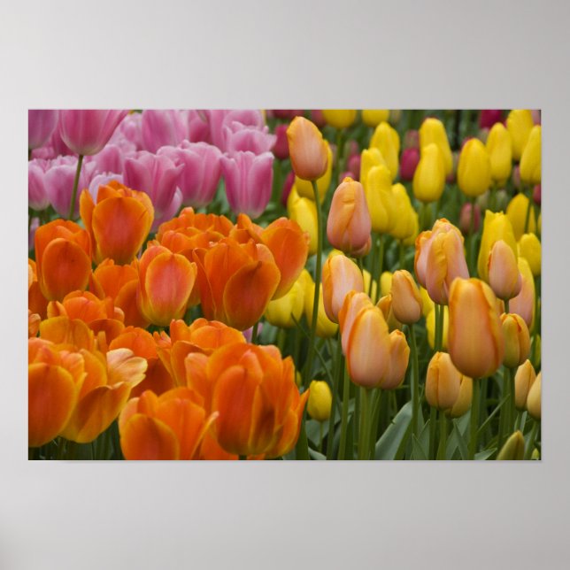 Nederländerna (alias Holland), Lisse. Keukenhof 9 Poster (Framsidan)