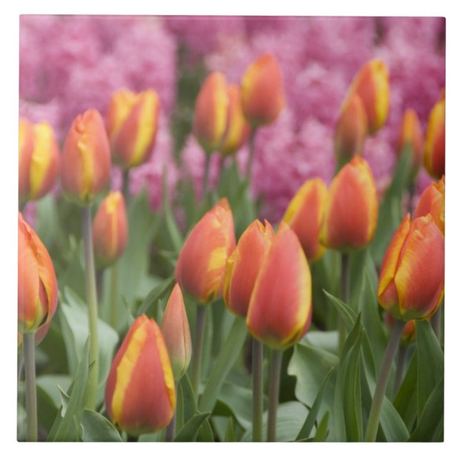 Nederländerna (alias Holland), Lisse. Keukenhof Kakelplatta (Framsidan)