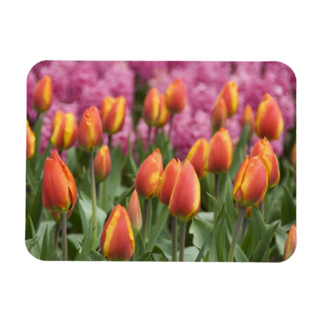 Nederländerna (alias Holland), Lisse. Keukenhof Magnet (Horisontell)