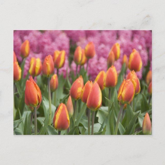 Nederländerna (alias Holland), Lisse. Keukenhof Vykort (Framsida)