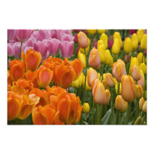 Nederländerna (även kallat Holland), Lisse. Keuken Fototryck