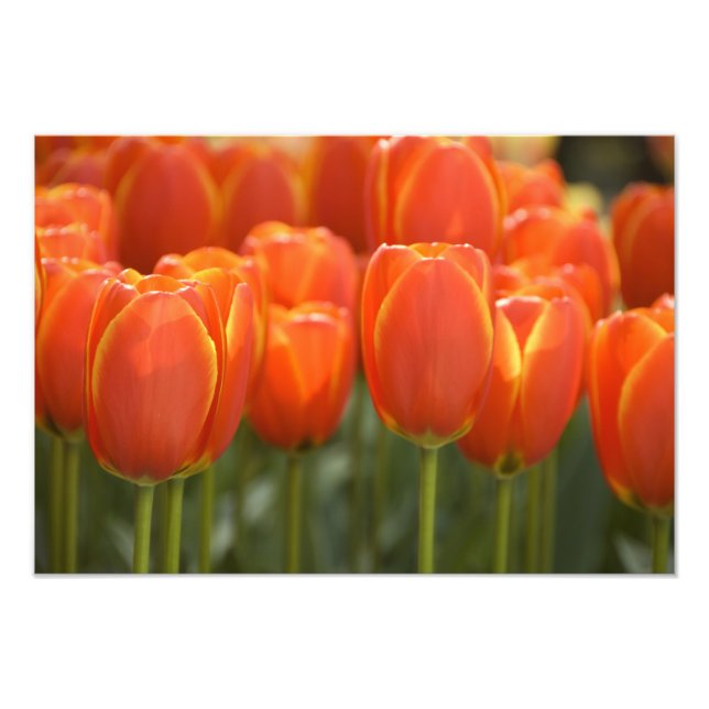 Nederländerna (även kallat Holland), Lisse. Keuken Fototryck (Framsidan)