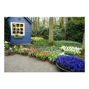 Nederländerna (även kallat Holland), Lisse. Keuken Fototryck