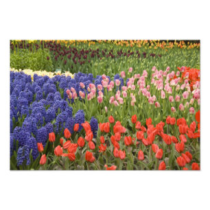 Nederländerna (även kallat Holland), Lisse. Keuken Fototryck