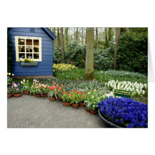Nederländerna (även kallat Holland), Lisse. Keuken Hälsningskort