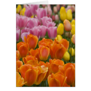 Nederländerna (även kallat Holland), Lisse. Keuken Hälsningskort
