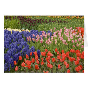 Nederländerna (även kallat Holland), Lisse. Keuken Hälsningskort