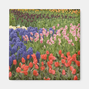 Nederländerna (även kallat Holland), Lisse. Keuken Magnet