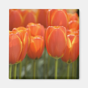 Nederländerna (även kallat Holland), Lisse. Keuken Magnet