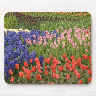 Nederländerna (även kallat Holland), Lisse. Keuken Musmatta