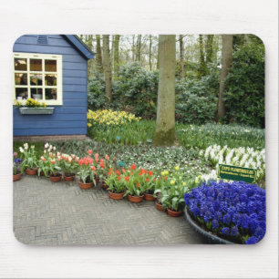 Nederländerna (även kallat Holland), Lisse. Keuken Musmatta