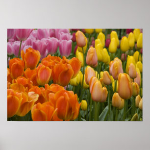 Nederländerna (även kallat Holland), Lisse. Keuken Poster