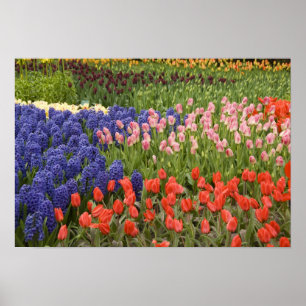Nederländerna (även kallat Holland), Lisse. Keuken Poster