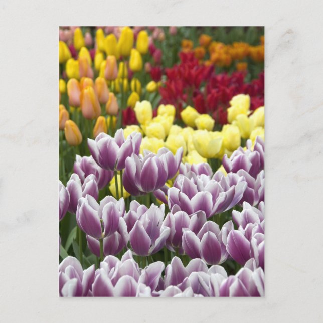 Nederländerna (även kallat Holland), Lisse. Keuken Vykort (Framsida)