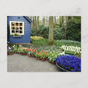 Nederländerna (även kallat Holland), Lisse. Keuken Vykort