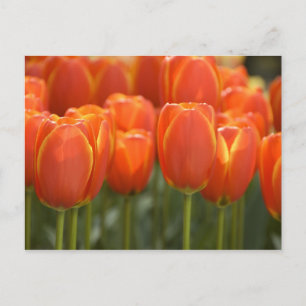 Nederländerna (även kallat Holland), Lisse. Keuken Vykort