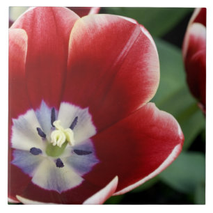 Nederländerna (även känd som Holland), Lisse. Keuk Kakelplatta