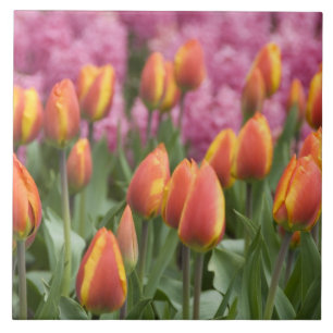 Nederländerna (även känd som Holland), Lisse. Keuk Kakelplatta