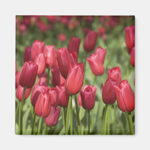 Nederländerna (även känd som Holland), Lisse. Keuk Magnet