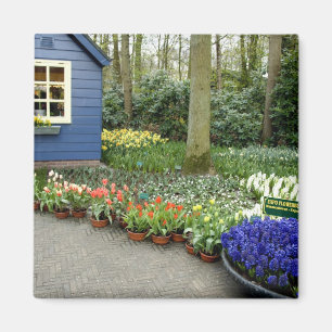 Nederländerna (även känd som Holland), Lisse. Keuk Magnet