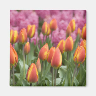 Nederländerna (även känd som Holland), Lisse. Keuk Magnet