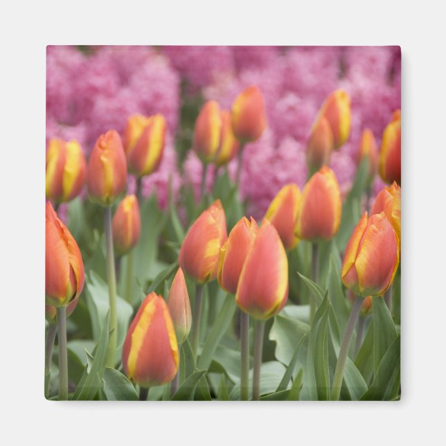 Nederländerna (även känd som Holland), Lisse. Keuk Magnet (Framsidan)