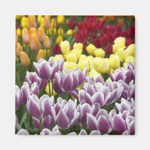 Nederländerna (även känd som Holland), Lisse. Keuk Magnet