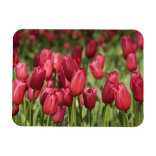 Nederländerna (även känd som Holland), Lisse. Keuk Magnet