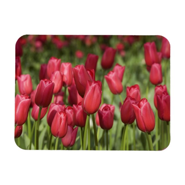 Nederländerna (även känd som Holland), Lisse. Keuk Magnet (Horisontell)