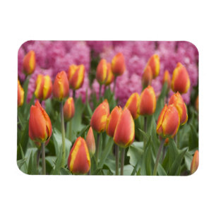 Nederländerna (även känd som Holland), Lisse. Keuk Magnet