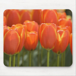 Nederländerna (även känd som Holland), Lisse. Keuk Musmatta