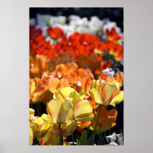 Nederländerna (även känd som Holland), Lisse. Keuk Poster