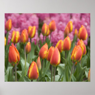 Nederländerna (även känd som Holland), Lisse. Keuk Poster