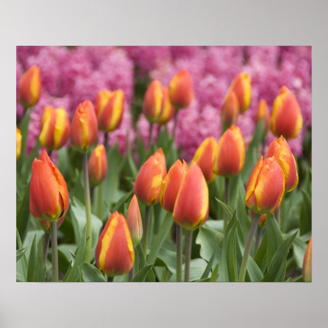 Nederländerna (även känd som Holland), Lisse. Keuk Poster (Framsidan)