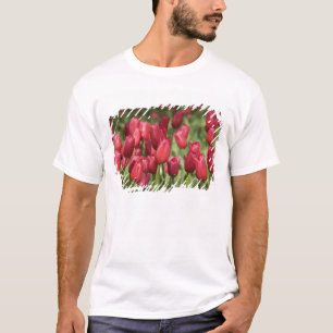 Nederländerna (även känd som Holland), Lisse. Keuk Tröja