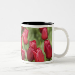 Nederländerna (även känd som Holland), Lisse. Keuk Två-Tonad Mugg