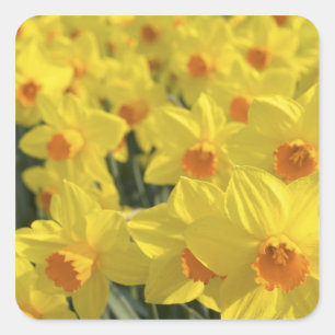 Nederländerna, Holland, Lisse, Keukenhof Gardens, Fyrkantigt Klistermärke