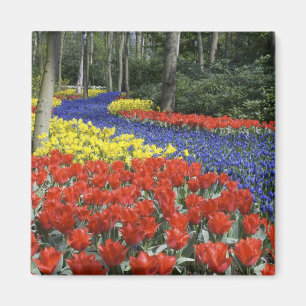Nederländerna, Holland, Lisse, Keukenhof Gardens Magnet