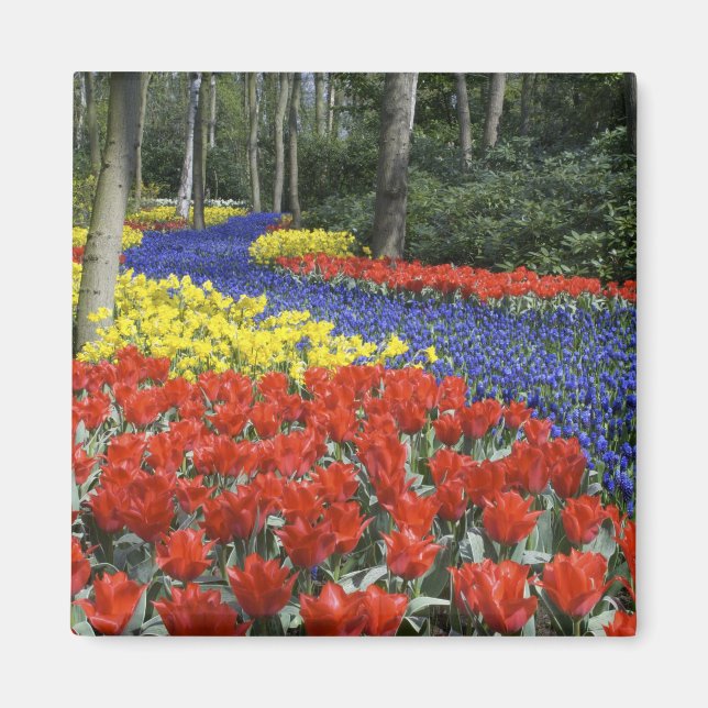 Nederländerna, Holland, Lisse, Keukenhof Gardens Magnet (Framsidan)