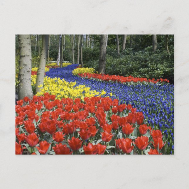Nederländerna, Holland, Lisse, Keukenhof Gardens Vykort (Framsida)