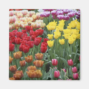 Nederländerna, Keukenhoff Gardens, tulpaner. Magnet