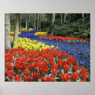 Nederländerna, Nederländerna, Nederländerna, Lisse Poster
